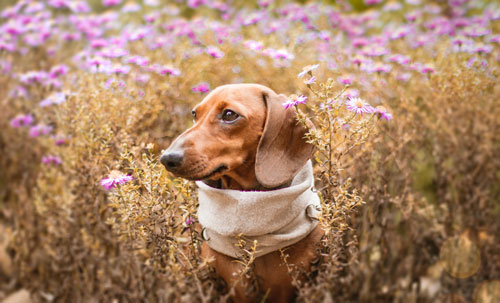 WheelchairsDog's tweet photo. 🐕 What Are The Treatment Options For Diabetes In Dogs?
🤔 Don't know then read here and share…https://t.co/1aV3fucJYX
#diabetesindogs #diabeticdog #doghealth https://t.co/HGyRF36jZM