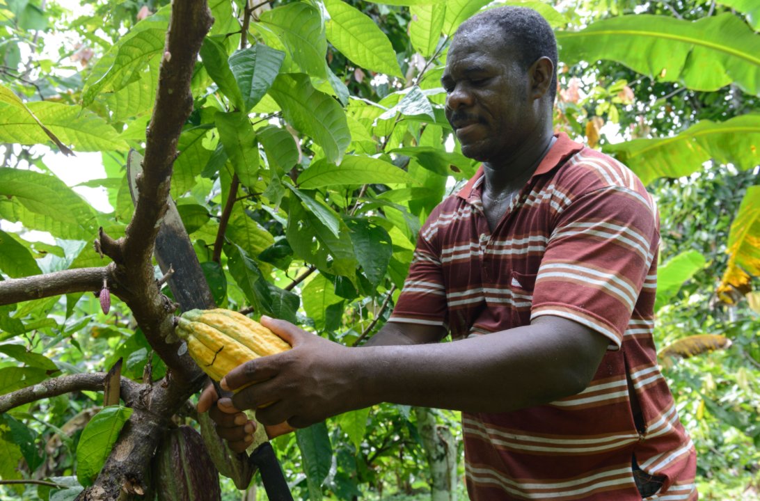 One farmer in particular, Gustavo Mindineros, was part of a young group of university-educated cacao farmers who were interested in understanding more about cacao.