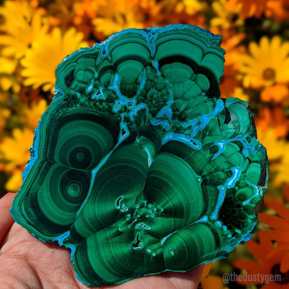 GeologyTime's tweet photo. This phenomenal slab of fibrous Malachite, Chrysocolla is from the DR Republic of Congo.

Photo: The Dusty Gem

#minerals #crystals https://t.co/EAVrhZC4cg