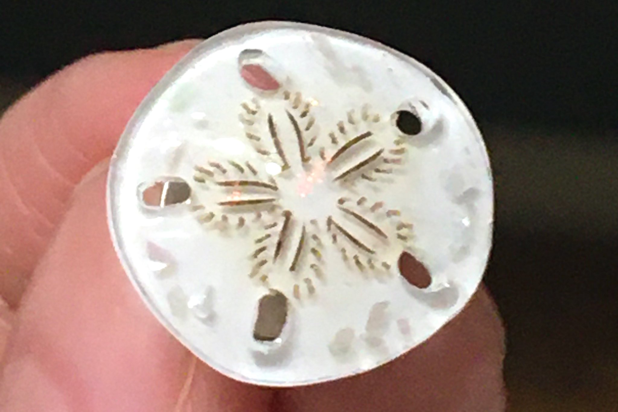 Hoccolie いきもにあ10 29 30 この子はスカシカシパン プラ板でできてるけど ウニの仲間で 海の砂地に浅く潜って暮らしてる こういう平たいウニの仲間をカシパン類というのだけど 5つの透かし孔が空いてるのでスカシカシパン T Co Eaguyysve2