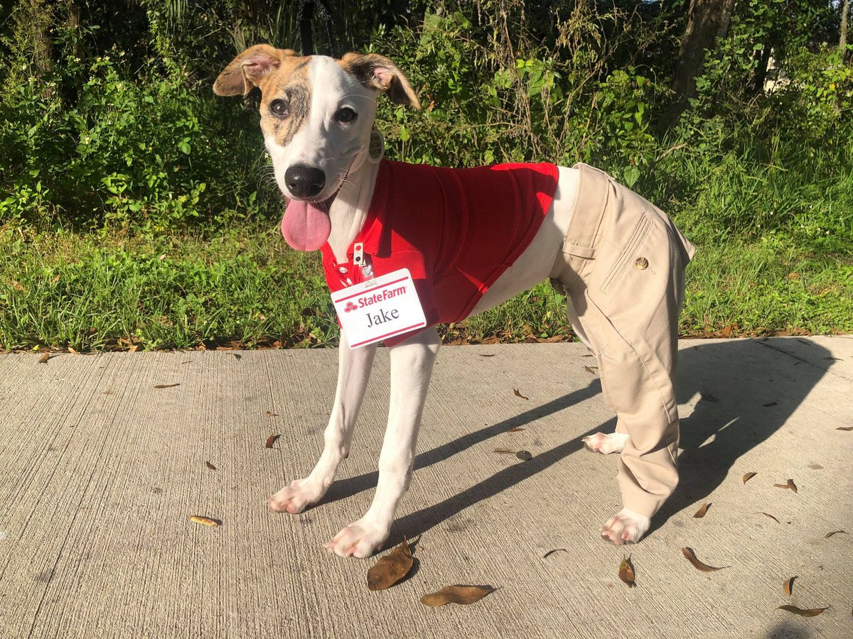 WeRateDogs tweet media