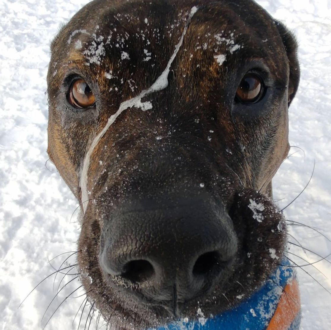 It's #PetFlowPics Tuesday! 
Patrick doesn't care if it's snow or sunshine... he's ready to play! That frozen slobber says it all ❄️ 
Tag #PetFlowPics for a chance to win a $10 account credit &amp; be featured on our account!