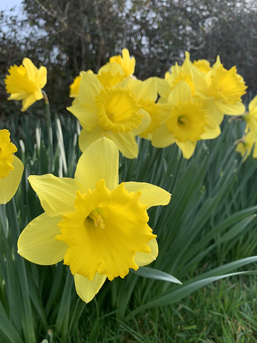 AOEarthUK's tweet photo. These beautiful flowers were spotted by a participant out on a walk!
Planting native, butterfly and bee friendly plants can support your local green space and increase biodiversity - plus it can count towards your Physical stage!
#nature #environment #ambassadorsofearth https://t.co/Dw4wU6rqpa