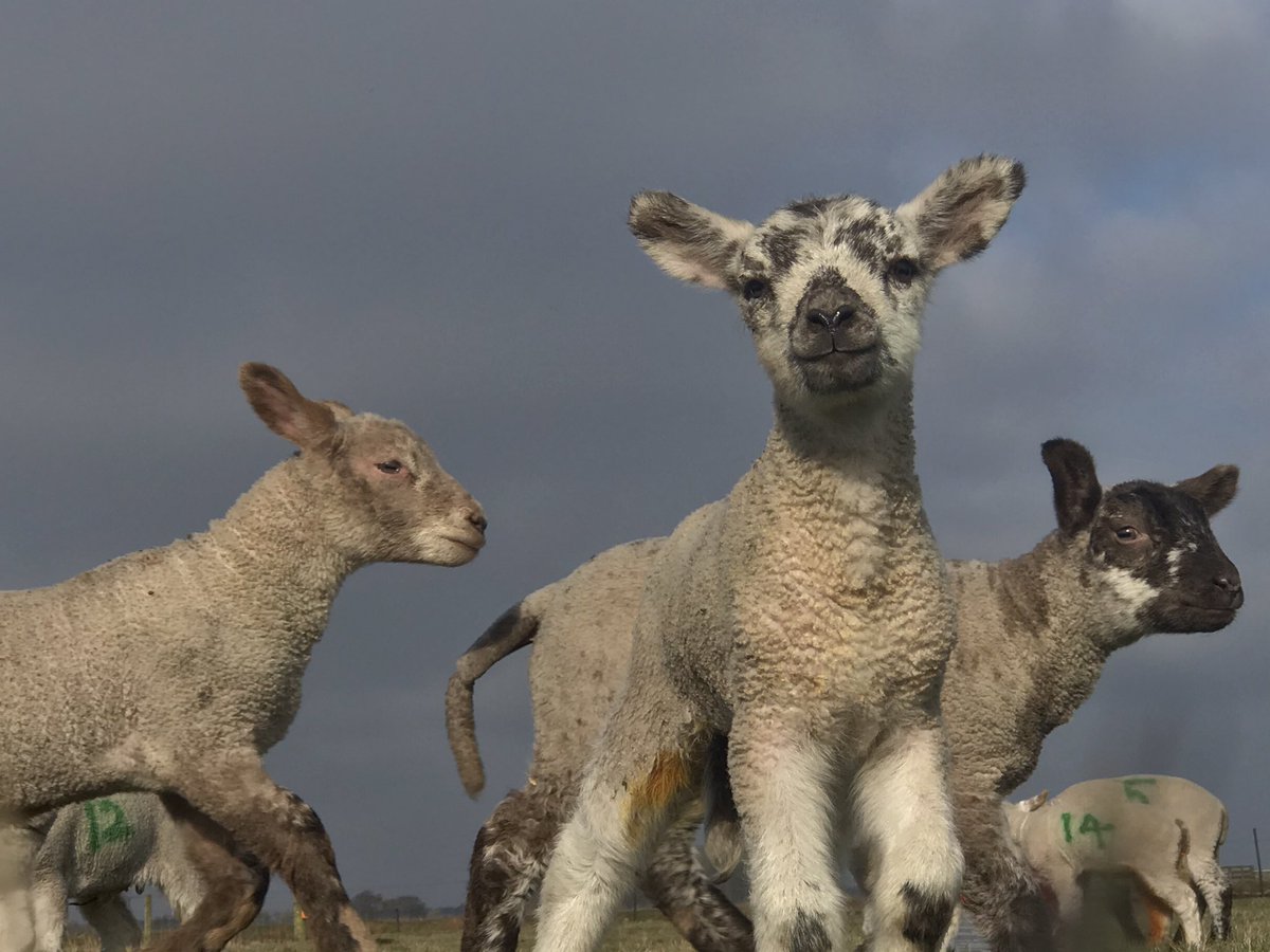 WindmillAnimalFarm tweet media