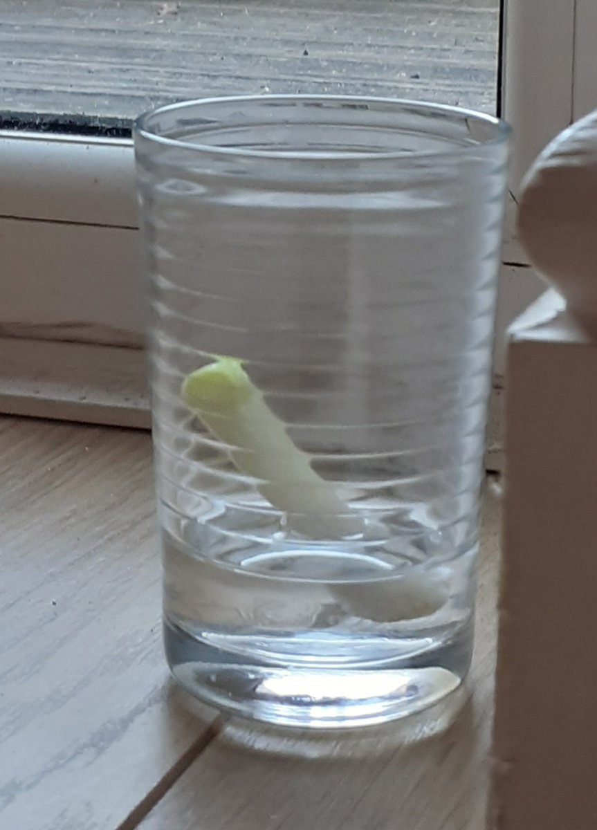 ChartersSchool's tweet photo. So you thought the ends of vegetables were only good for the bin or the compost? Think again! This is exactly what was used during the 1st virtual #ChartersScienceClub to experiment growing vegetables from food scraps.
The club takes place every Week 1 Friday p5
#lockdownscience https://t.co/LEx2h5fSIs
