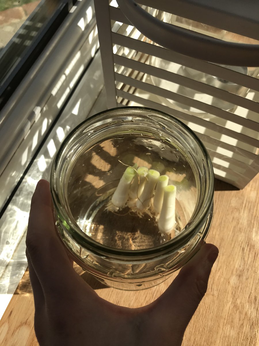 ChartersSchool's tweet photo. So you thought the ends of vegetables were only good for the bin or the compost? Think again! This is exactly what was used during the 1st virtual #ChartersScienceClub to experiment growing vegetables from food scraps.
The club takes place every Week 1 Friday p5
#lockdownscience https://t.co/LEx2h5fSIs