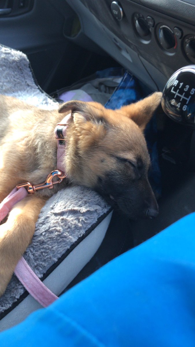 Royal_Marine_LW's tweet photo. Luna loves a great read🐺😛Helped me deliver 60 burritos, snacks, drinks to Bae Vaccine Centre and copies of #Trampface to customers! Free delivery this week, all proceeds to @CopperSwansea @Sa1ute_Charity NHS food drops😊 £4.99 each or £12.99 Trilogy! #GermanShepherd https://t.co/gYnNY7GHsW