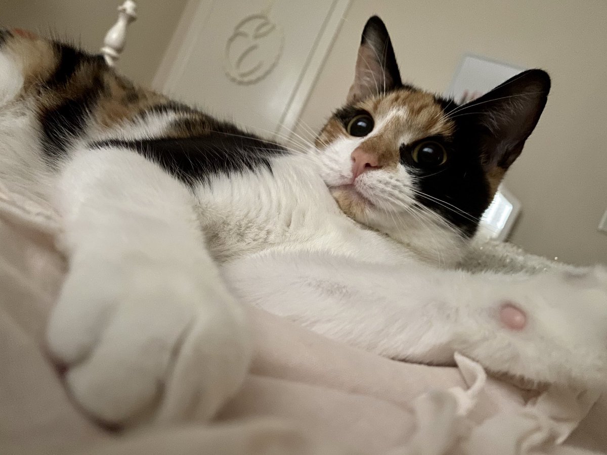 Retweet so I don’t have to part ways with my cat, Nellie in a few months💔 <a href="/HughesLandon/">Landon Hughes</a> 😒