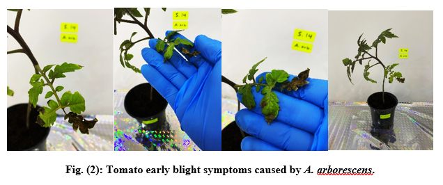 First Report of Alternaria arborescens Causing Early Blight on Tomato in Iraq | Basrah J. Agric. Sci. bjas.bajas.edu.iq/index.php/bjas…