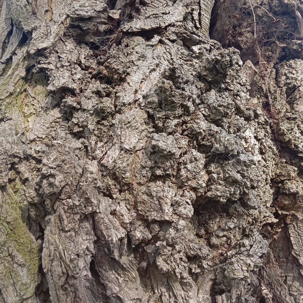 PeterJMWayne11's tweet photo. A rock face or a bark face? https://t.co/WtxLsQ7OPT