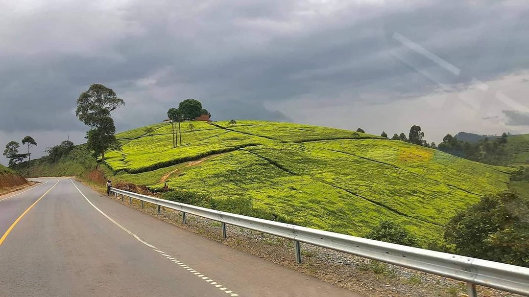 Kabarole serves tea
🍵
Photos by Carter