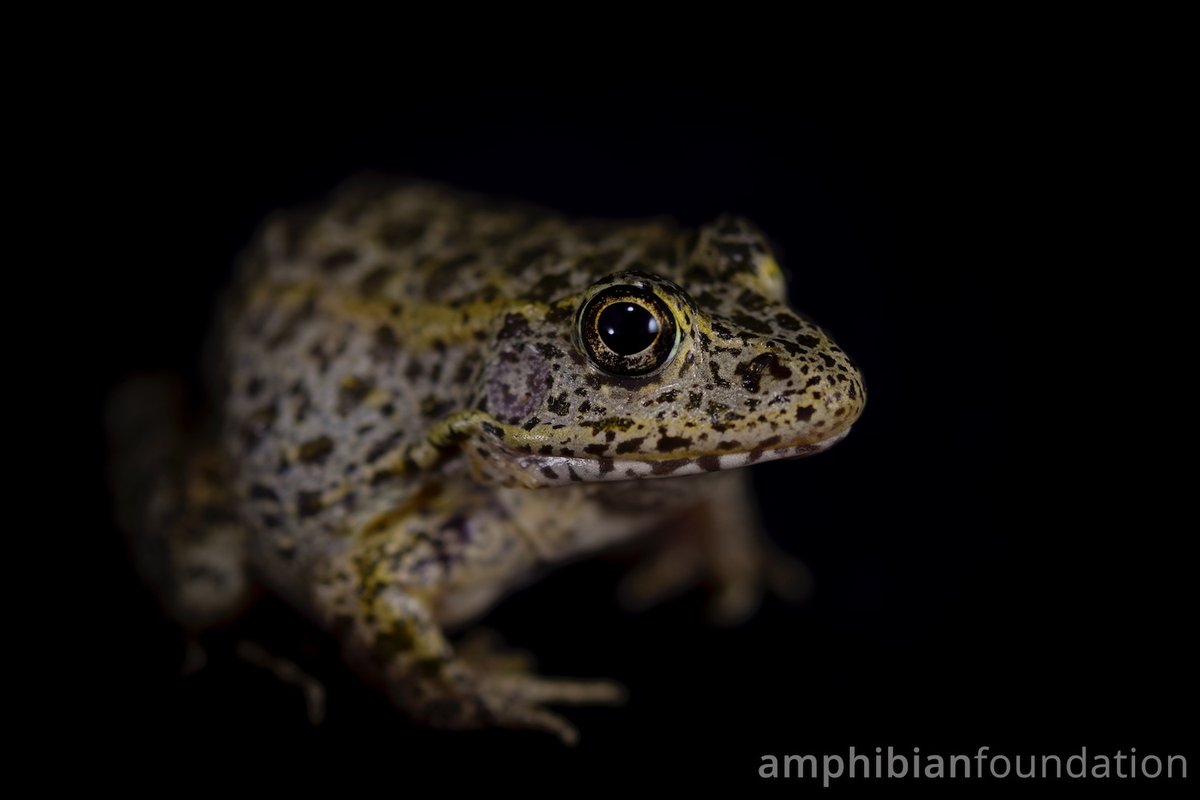 amphibianfound's tweet photo. You're looking at the face of Georgia's Rarest Frog, the Gopher Frog (Lithobates capito). 

You can support the Gopher Frog by becoming a member of our Patreon! Receive exclusive benefits while also supporting the fight against the Amphibian Extinction Crisis. 

#frogsneedourhelp https://t.co/obkc8MEPa9
