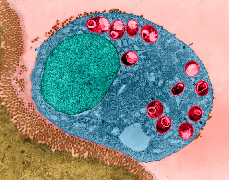 Institut Pasteur de Tunis 🇹🇳 معهد باستور تونس tweet media
