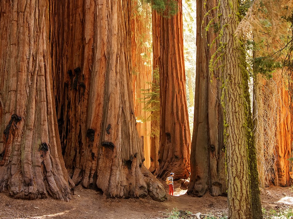 La_BonneActu's tweet photo. 🔴Des séquoias géants californiens "ré-introduits" dans forêt de Vierzon ! 

En décembre dernier, l'@ONF_Officiel a planté près de 6 000 séquoias pour renouveler une forêt du sud de la Sologne.

Fun fact : cette espèce était déjà présente en 🇪🇺 il y a des millions d'années 👀 https://t.co/KyVZjLpCT8