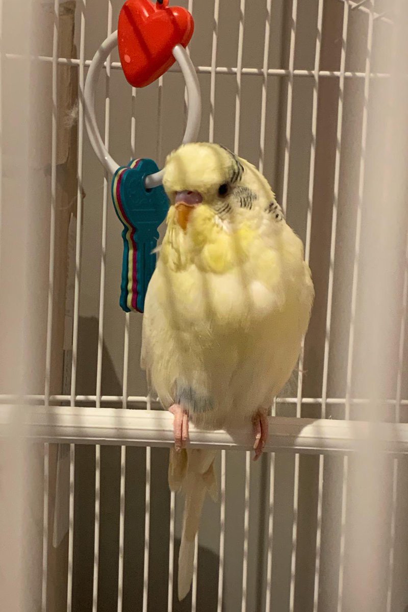 whatwouldyoupod's tweet photo. As promised... here’s a picture of the latest addition to the WWYDI household.

A BUDGIE! 🐦 

Best name we have so far is Belly. 🙈 https://t.co/zKFUESiG4W