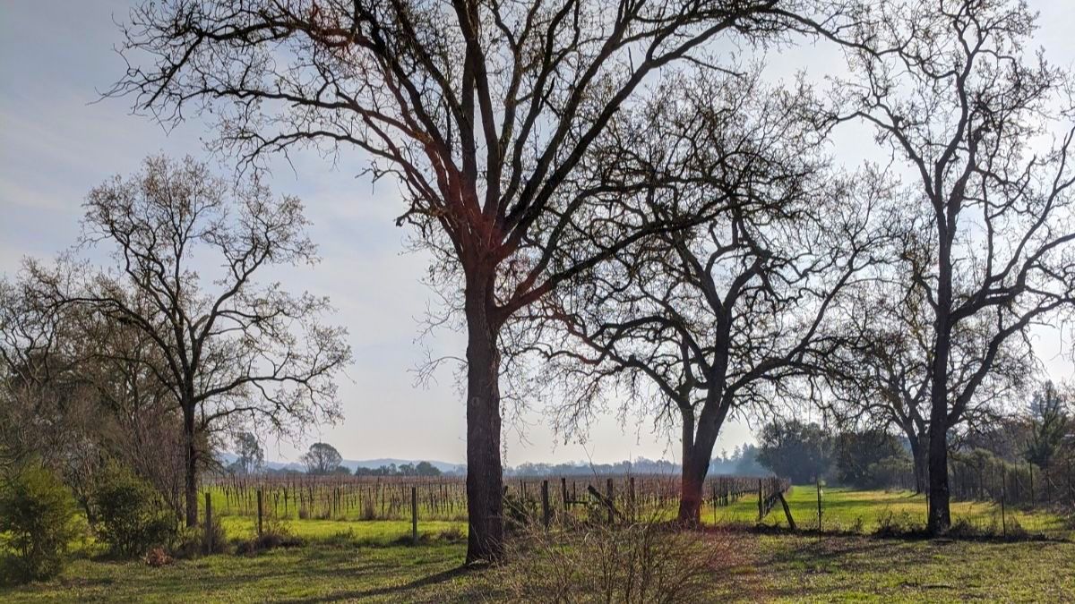 buildingLabinc's tweet image. a weekend house for three generations in sonoma - mailchi.mp/be3f6e83dfc5/a…

We truly share our client's preference for "a comfortable, easygoing home that is in keeping with Northern California residential architecture and that lets the outdoors take a prominent role."