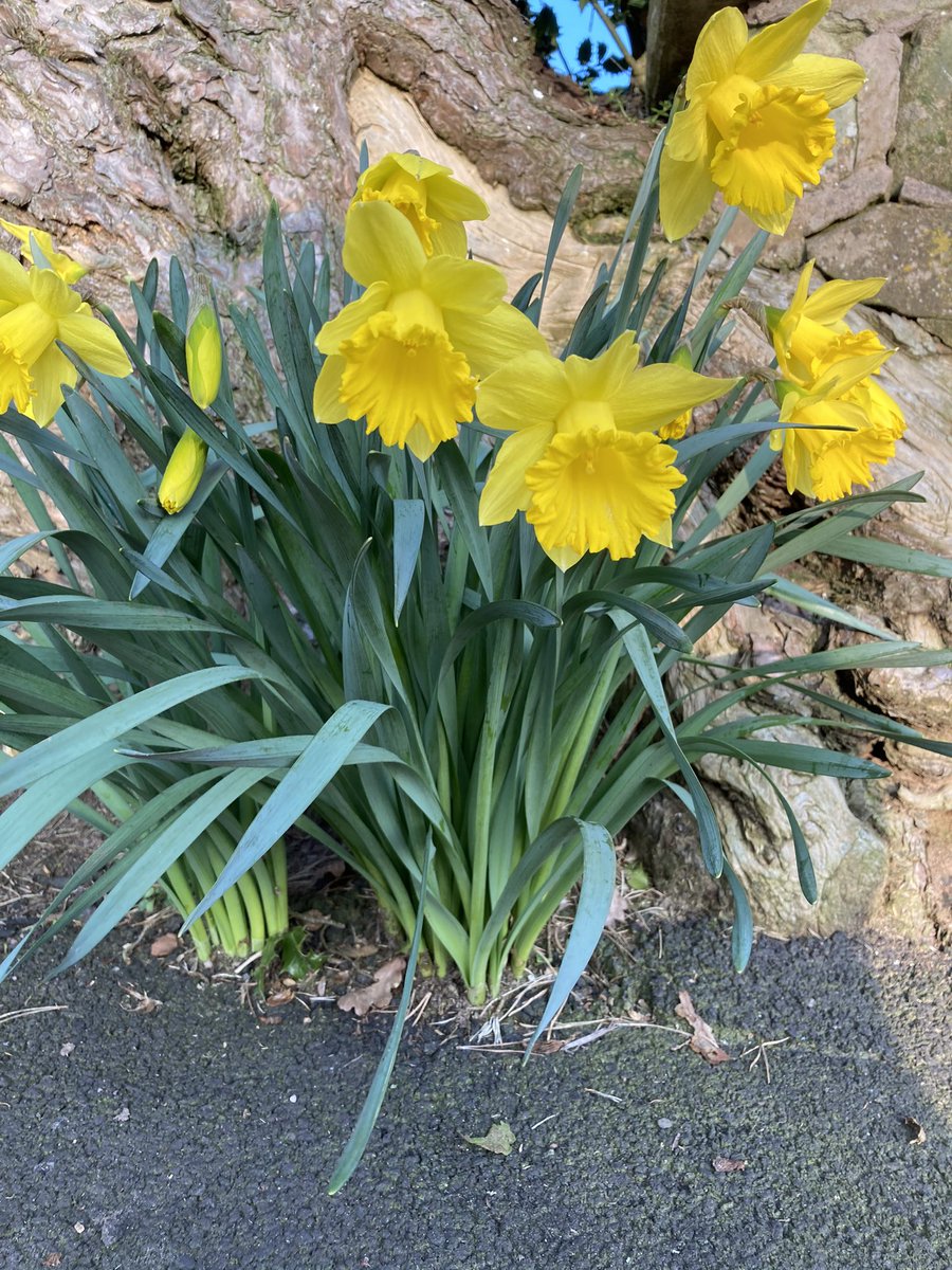 theamandadawson's tweet photo. Another 5km completed this lovely afternoon #marchinmarch #getactiveforashton uplifting to see the daffs out! Please donate here https://t.co/4M6YwCi1ud https://t.co/2DsCAtFg6e
