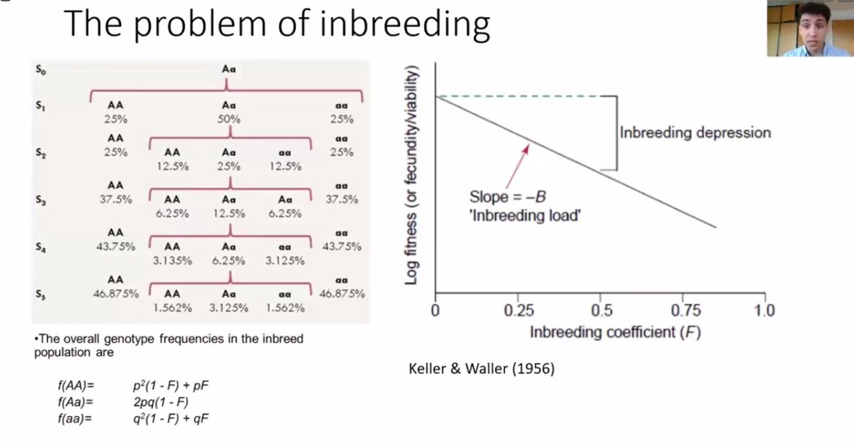 Anders Charmouh concludes Day 2 of #empseb26 presenting his research on how local extinctions can reduce the risk of global extinctions