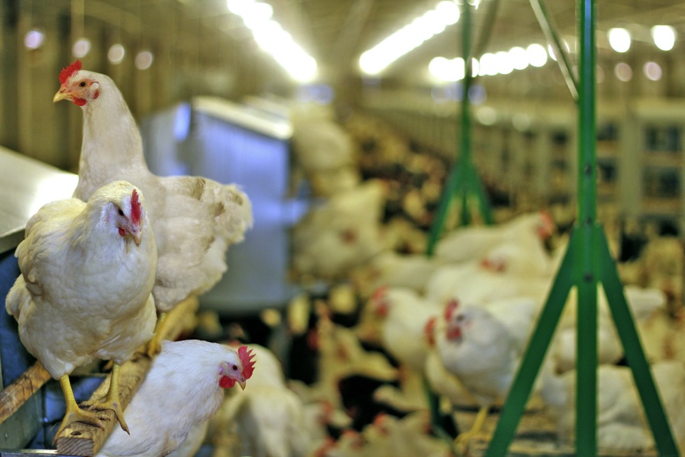 Science Notes: Cage-free egg-laying hen mortality declines over time. farmtario.com/news/cage-free…