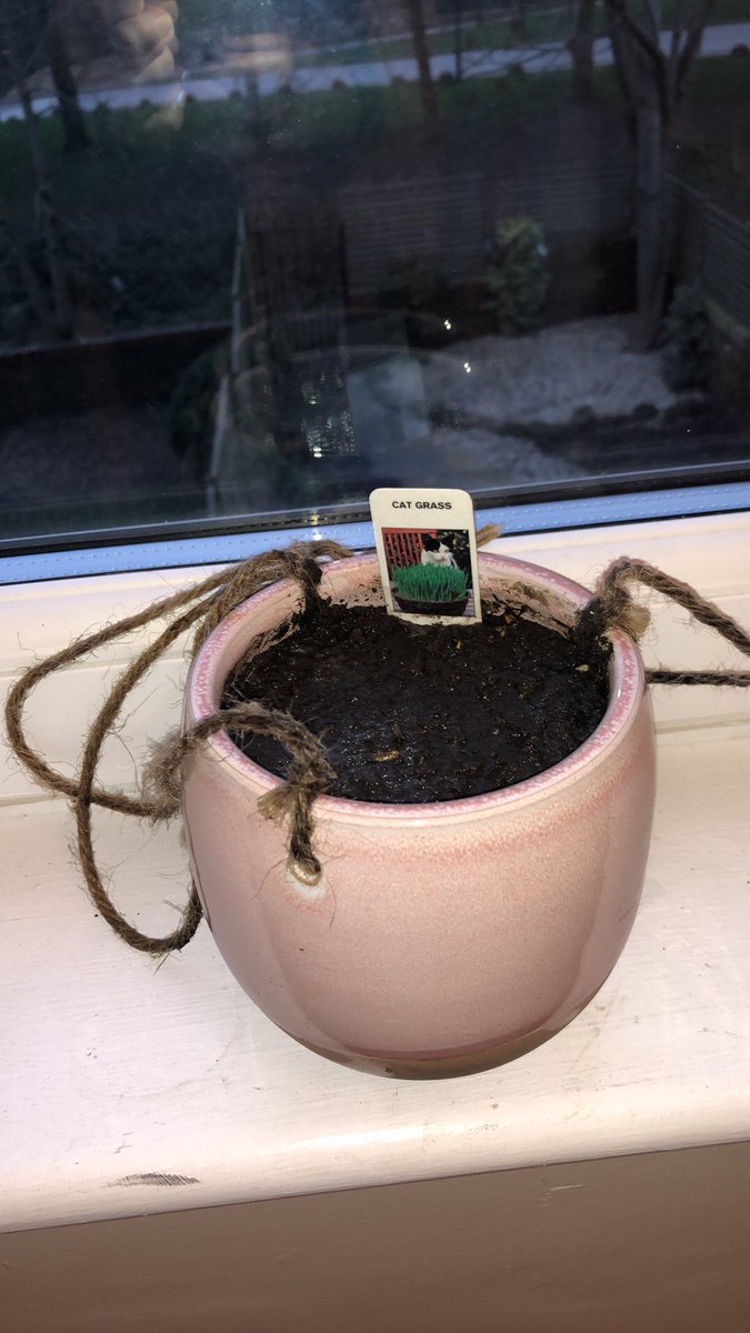 n e way i had to replant my cat grass and i found this cute pink pot anyway so who won cunt