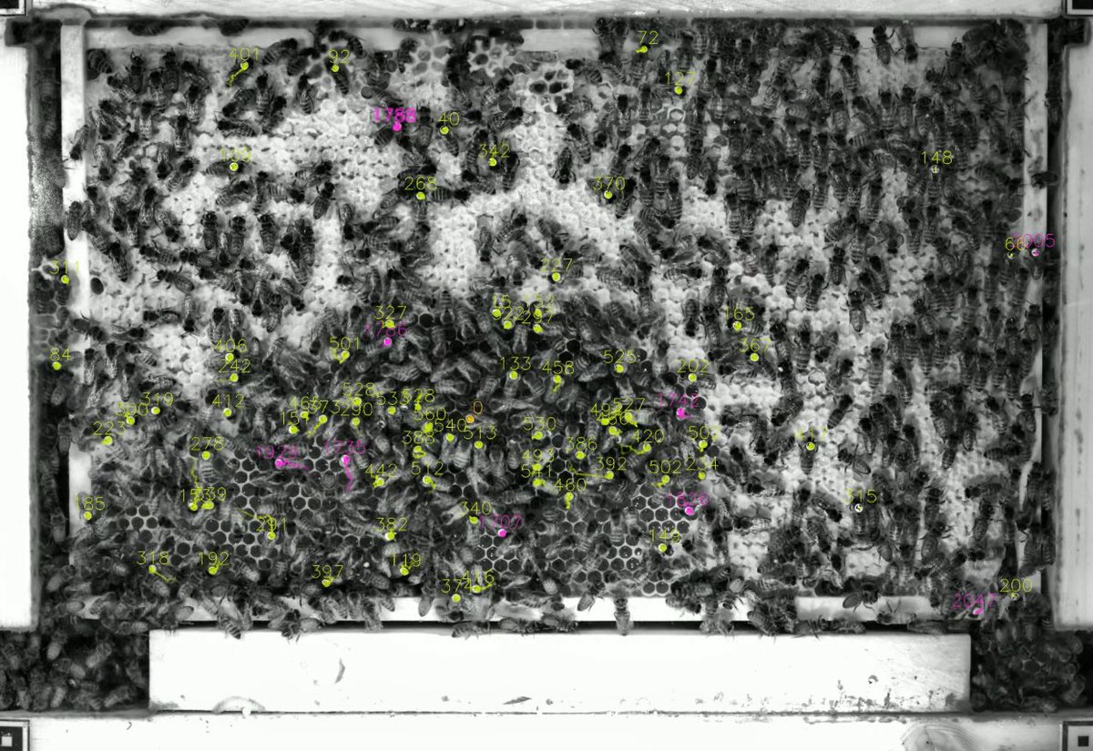 DrKSTraynor's tweet photo. Love bees &amp; biology? Want to work in Berlin? Plus still have time to explore this phenomenal city? And did I mention health insurance? @tlandgraf is hiring a %50 position to work on developing a brood scanner, bee tracking and other seriously cool projects. Great team. https://t.co/mUBZKJal0Y