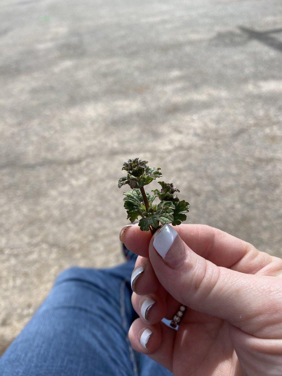 No matter how difficult the day when one of my babies brings me a “flower” at recess time it brings an instant smile to my face and a feeling of happiness. #thisiswhyidowhatido