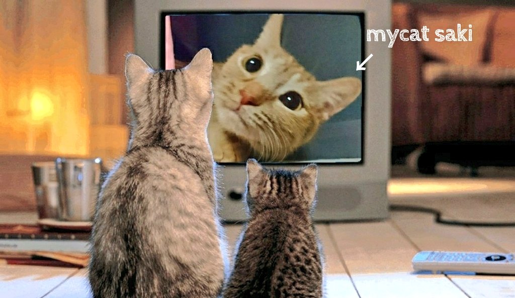 mycat  愛猫📺　　#猫  #cat