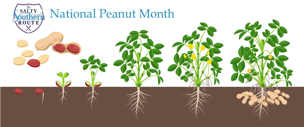 SaltyS_Route's tweet photo. Did you know that peanuts grow underground? After the plant grows it sends out shoots that burrow under the soil and develop peanuts. Come get some of your favorite peanuts at the charming shops along the Salty Southern Route.
#NationalPeanutMonth #RideTheRoute #WanderLove https://t.co/3ZmZk4E1sl