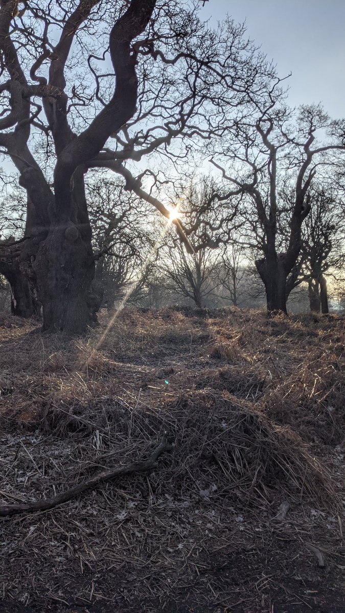 TheTreeCouncil's tweet photo. ๐ธ afternoon walk in Richmond Park, London.
How are you staying #TreelyConnected? https://t.co/CbsRBg9KLE