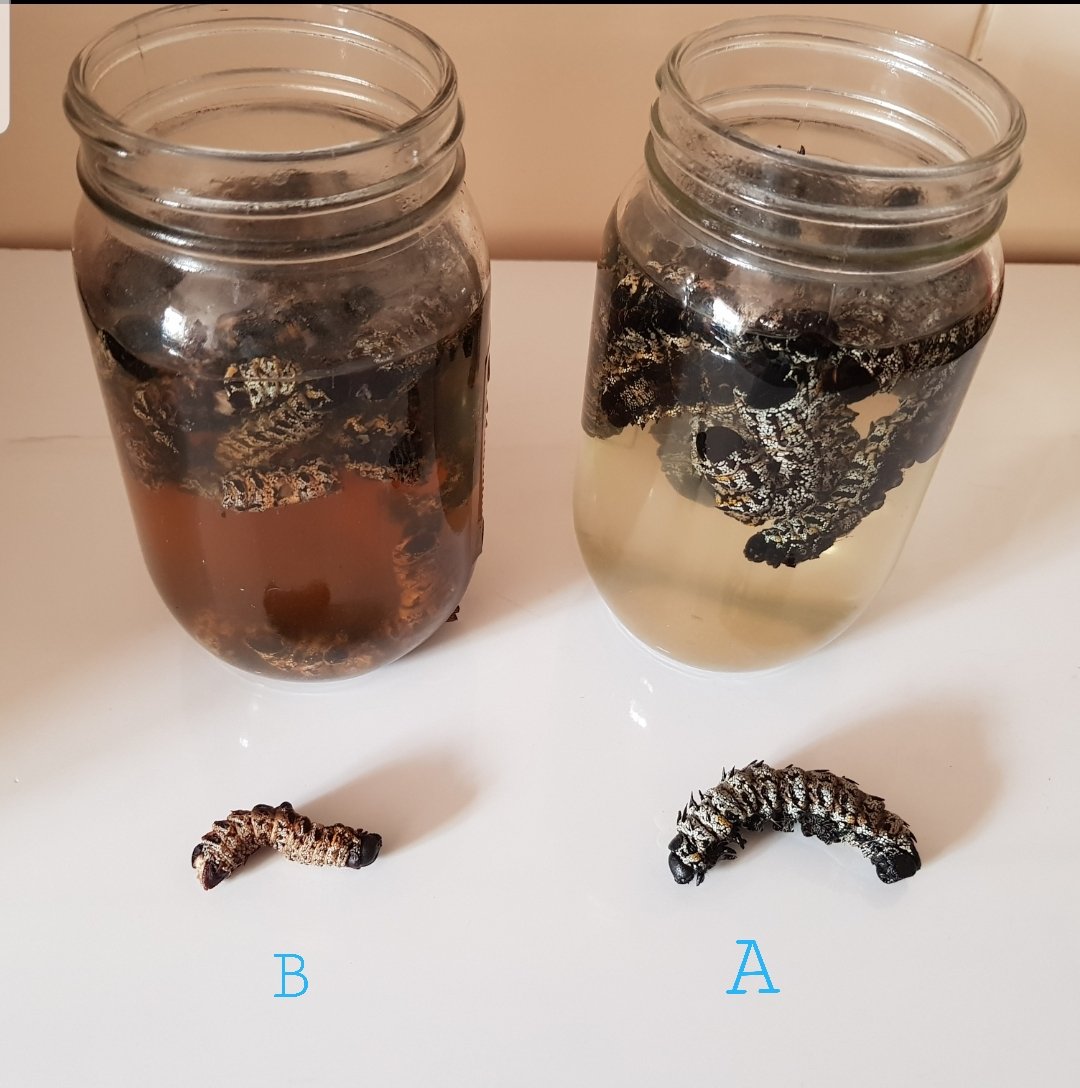 MopaneP's tweet photo. M.W.E. A and B a local Supermarket. Brown water and dark internally means poor quality. Clear water and yellow inside means good high quality. Quality will be at the centre stage in terms of survival of future mopane worms traders. How we achieve quality remains an open question. https://t.co/B1pF9lV2iz