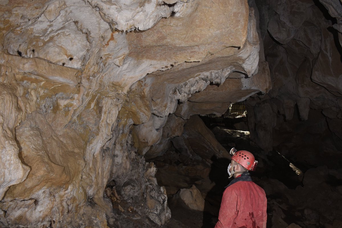 PreGraphity's tweet photo. ❗️In the #kobabes project, we continue monitoring the decorated caves of #Lumentxa, #Altxerri and #Santimamiñe, and identifying the active processes that could affect the rock art, to achieve an effective protection regime. We are seeing interesting things... Stay tuned!👨‍🔬👷‍♀️💻🦬 https://t.co/Tvhuyvn3kG