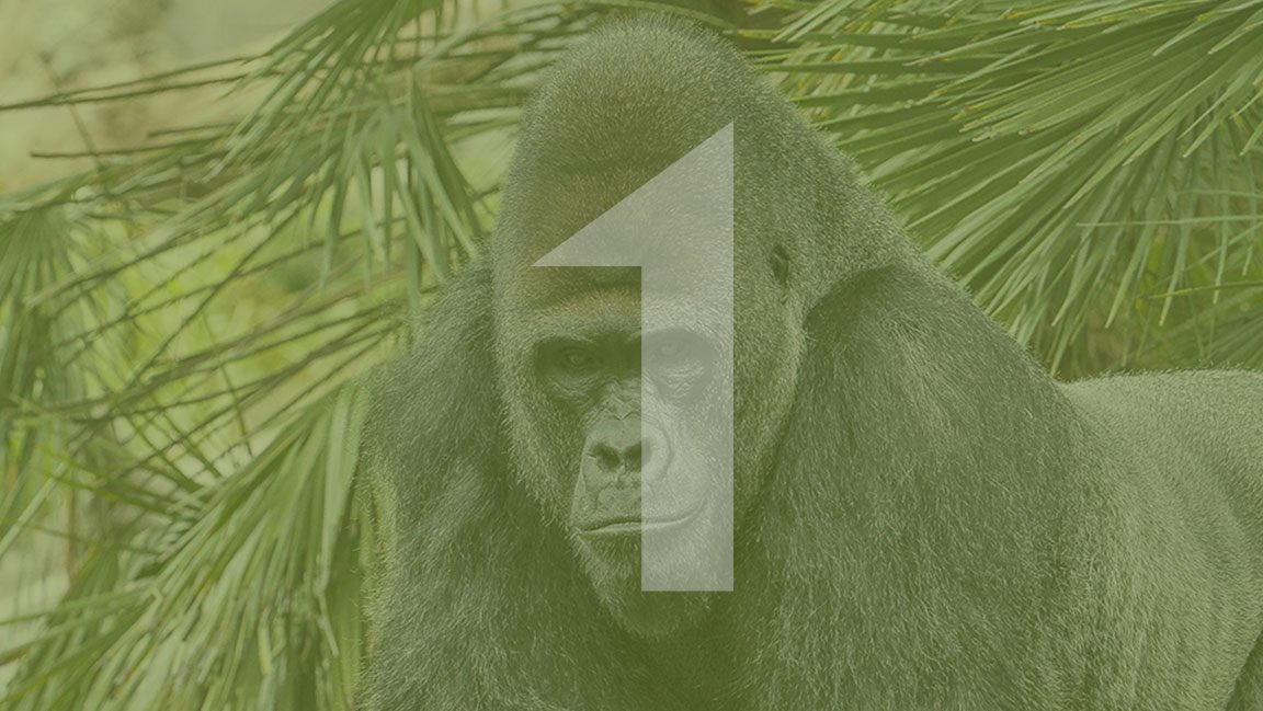 The Ebo Forest is home to important endangered primates: a unique population of lowland gorillas, tool-using chimps &amp; the Preuss’ red colobus monkey. We're dedicated to creating a sustainable future for the wildlife of Ebo Forest &amp; communities around it. 
✨Big reveal tomorrow✨