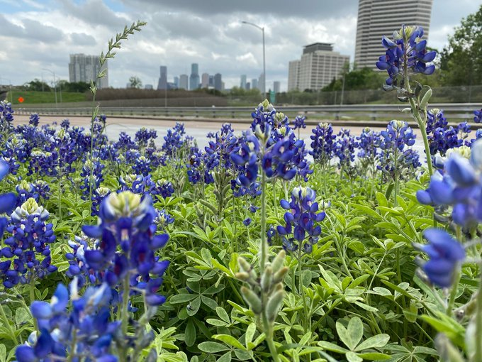 cmcduffe's tweet photo. Happy Texas Independence Day, Y'All! https://t.co/pXMbSYCOSi