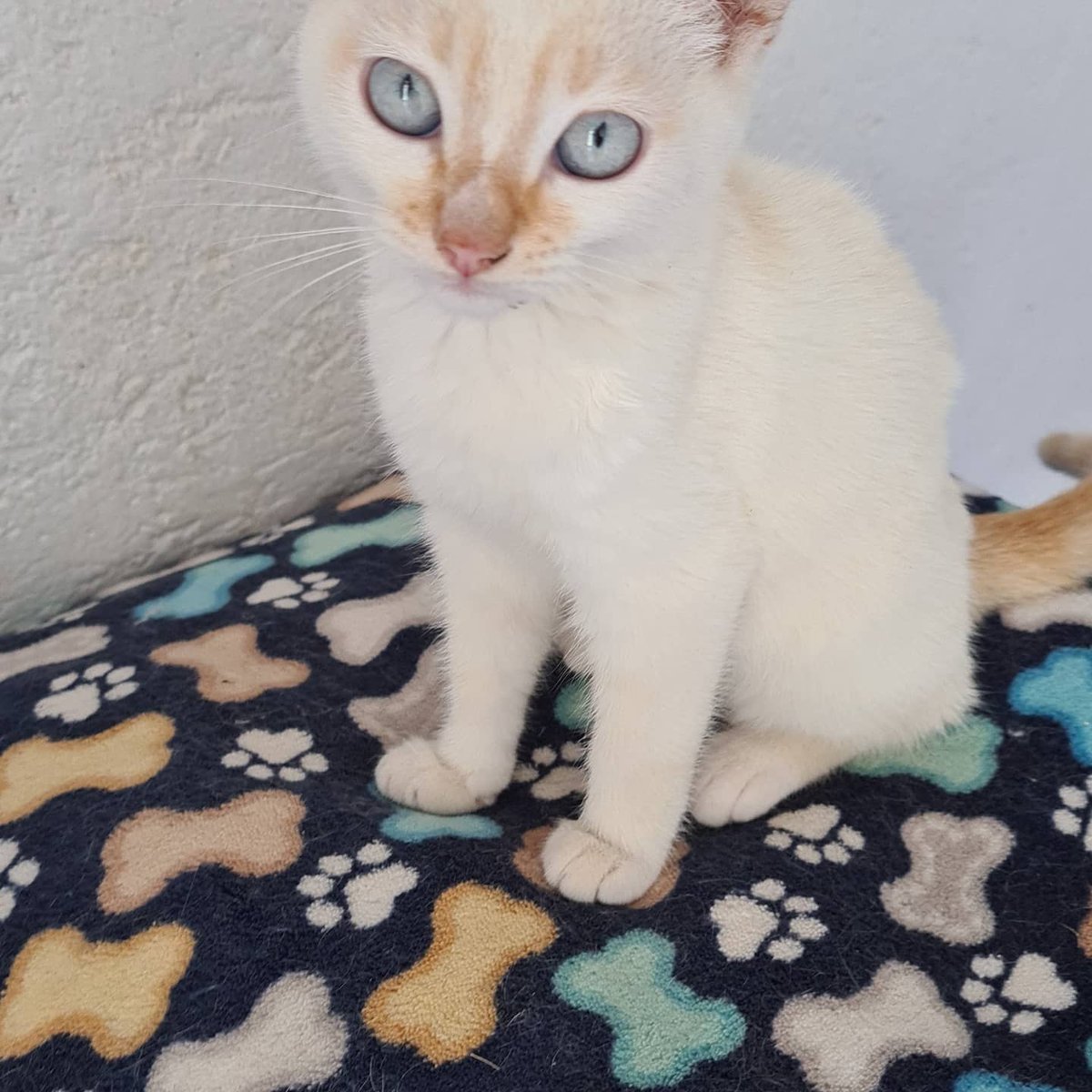Dcyon's tweet photo. #BuscoCasita
#AdoptaNoCompres
#Adopcion
#AdoptaUnGato
#AdopcionResponsable
Solo #CDMX
Info solo #WhatsApp 5555040979
Macho 3 meses #Esterilizacion obligatoria. #ProtocoloSalud https://t.co/YPVPFynLgi