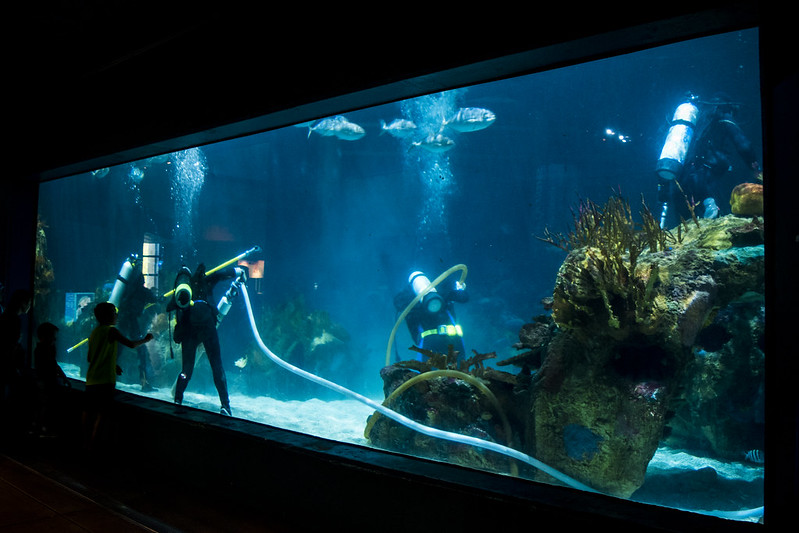mnzoo's tweet photo. The #ZOOMS STEM Design Challenge presented by @Flint_Hills_  is an example of #STEMAtTheZoo, our life support team is another. They are responsible for engineering the water systems for aquariums, as well as enrichment like the climbing course for the wolverine. #WhatIsStem https://t.co/HXEcUCfaa8