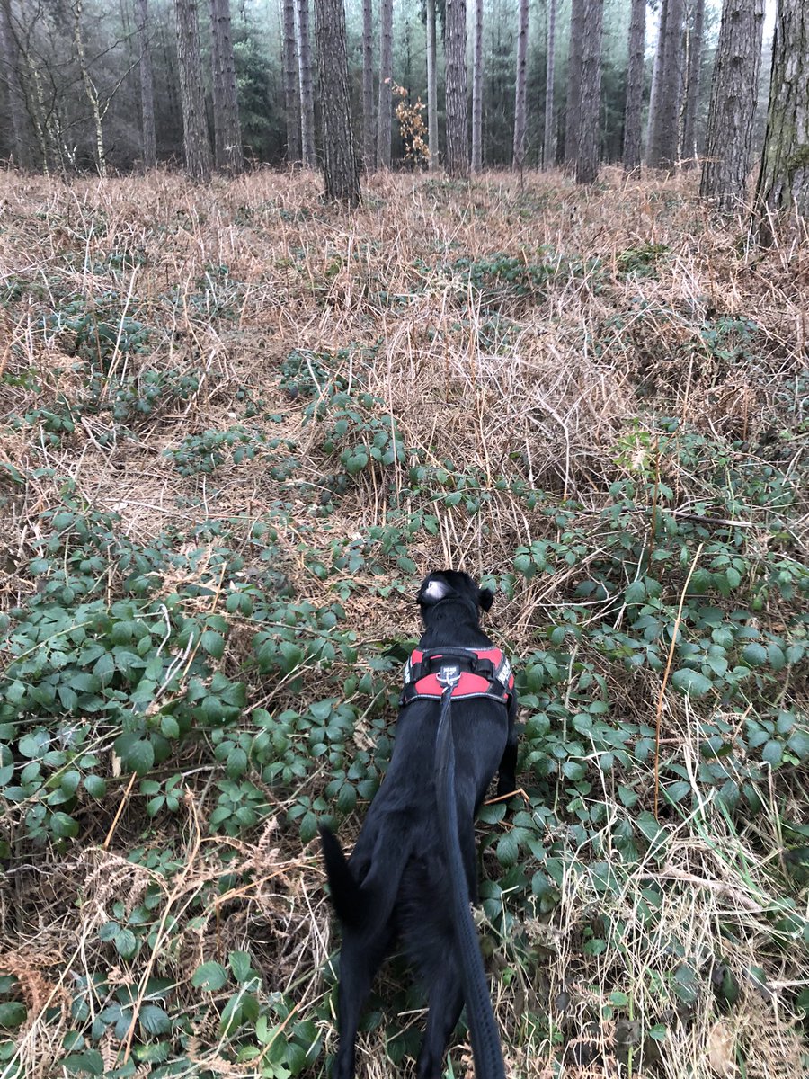 MariaCanineCare's tweet image. #woods #labby #dogwalker @TheGoodDogGuide  @MariaCanineCare