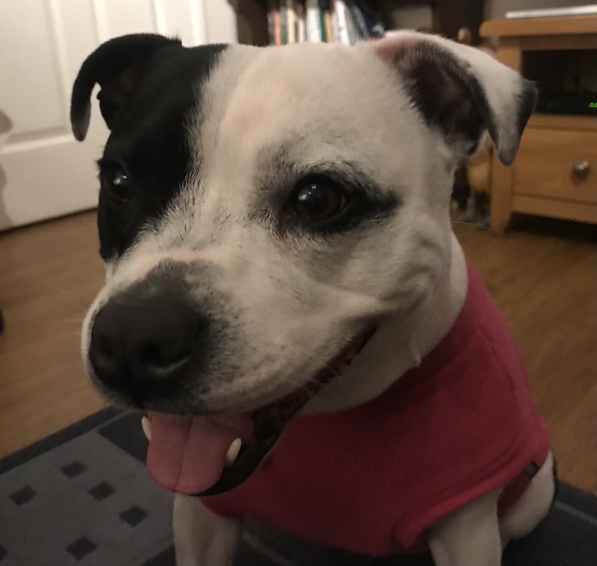 MooStaffie's tweet photo. This week Iโve got #TeefsTuesday and also #TongueOutTuesday for you pals! And a happy smile to show them both off ๐๐๐๐ผ #DogsOfTwitter https://t.co/m8LTGCa5rX