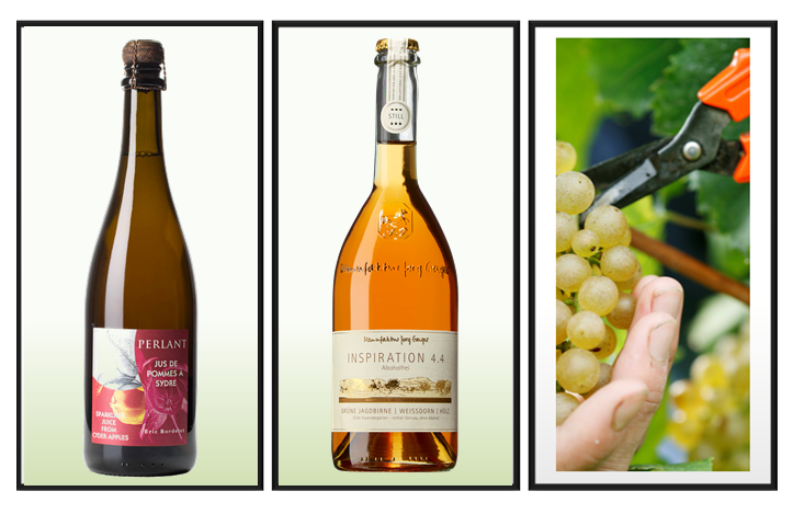 DelmosaBeverage's tweet photo. Climate. Soil. Terrain. These are the elements that make up a sophisticated, terroir-driven beverage. https://t.co/gcFn6e5E15 #Delmosa #growerproducer #EricBordelet #JörgGeiger #nonalcoholic #alcoholfree https://t.co/HnAgH77AiN