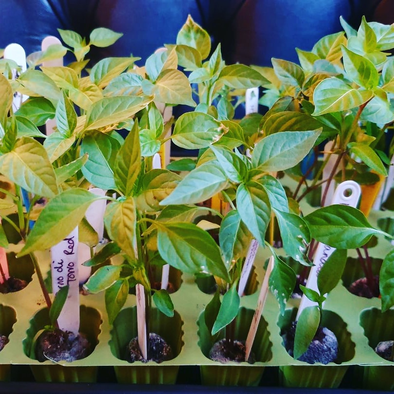patch_red's tweet photo. 83 varieties of plugs now available on the website. They won't last long so grab them whilst they are still available. 
https://t.co/EbPBOsN2uX

#chilli #chillies🌶 #chillies #growyourown #organicgardening #spice #hotfood https://t.co/aUA73MQvCA