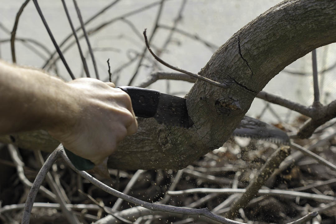 Можно ли спиливать ветки. Обрезка деревьев. Обрезка сада. Инструменты для обрезки плодовых деревьев. Ножовка для спиливания деревьев в саду.