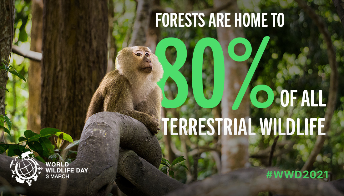 🌳Forests are home to 80% of all terrestrial wildlife.

The #ecosystems they sustain are essential to #biodiversity, human livelihoods &amp; the broader needs of societies &amp; economies globally.

Learn more for #WorldWildlifeDay: wildlifeday.org 

#ForestsPeoplePlanet #WWD2021