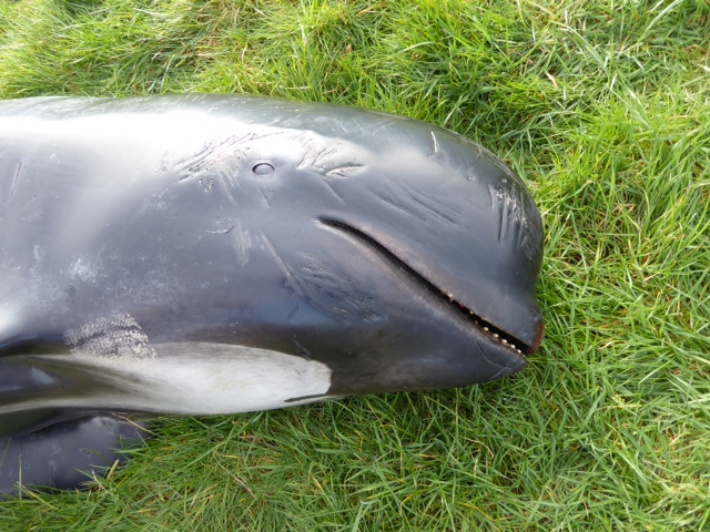 strandings_man's tweet photo. Paper describing novel presentation of DMV-associated encephalitis in a Welsh stranded long-finned pilot whale published in @JournalCompPath last week https://t.co/emxPS7EfkM https://t.co/ckZQKT06OD