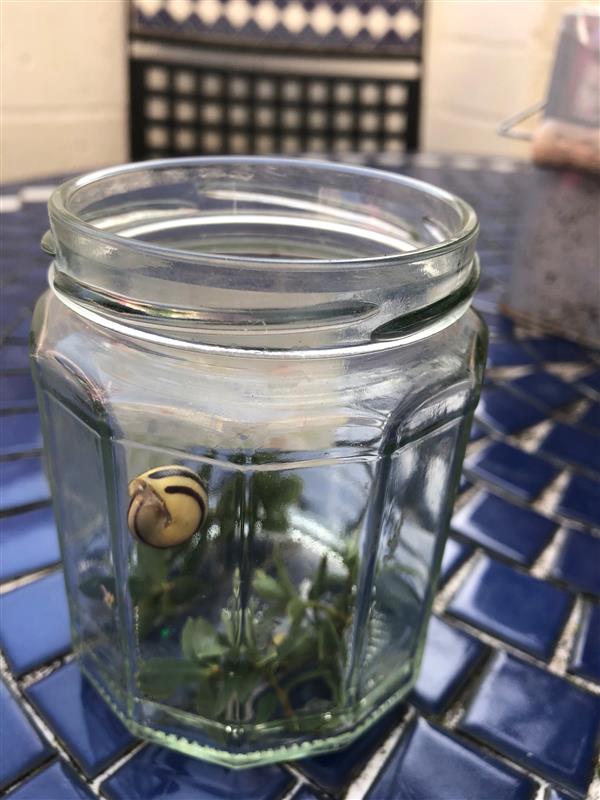 STEMMaesteg's tweet photo. After Jimbob joined our lesson last week, students @MaestegSchool have been inspired. Loving their interest in garden mini-beasts! Great poster by Jack, Year 7 showing everything has a place in our ecosystem! #BridgendBL #CSCKeepWalesLearning #motivatedtostrive #snailsarecool https://t.co/D3EoDcnwFZ