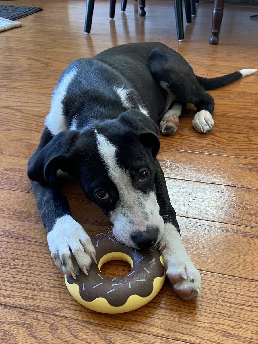 LindseyStoddard's tweet photo. Welcome home, sweet Penny. #HeartShapedNose #TailDippedInPaintLikeParker #BraveLikeThat #RescuePup https://t.co/gWGOZPiSb2