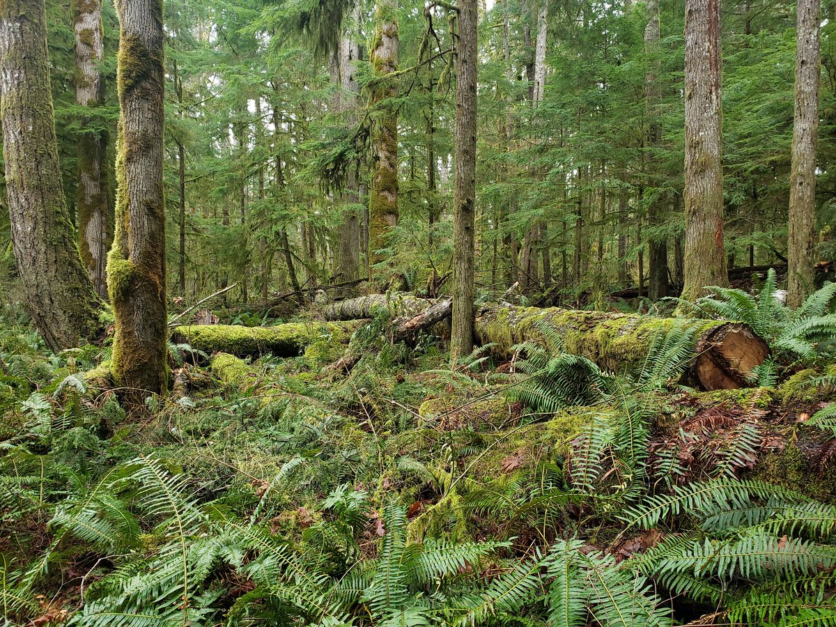 JustKeelyThings's tweet photo. Awesome field trip today! Walked to the Black Creek estuary to see the remains of an Indigenous fishing weir, found and learned about Indigenous plants, and saw the fish counting station. Even with 12k steps and a wind burn, it was such a fun day!
#unbced
#AdventuresInGrade3 https://t.co/RfpqpEnVg5