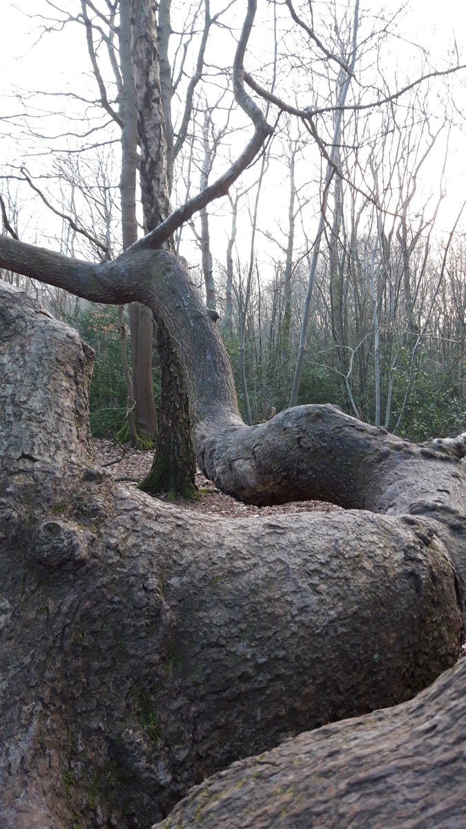 The trunk of this incredible living tree is laying along the ground! An excellent subject to photograph. #differentperspectives #anglesinphotography #treephotography #horizontaltree #Bexhill #highwoods #naturewalk #TreelyConnected 🌳🌲🌳🌲