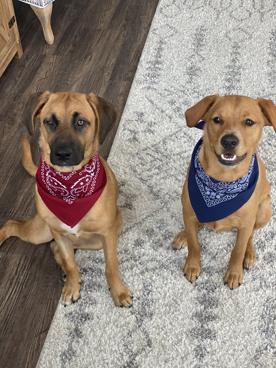 Christine Mema (Amoscato) tweet media