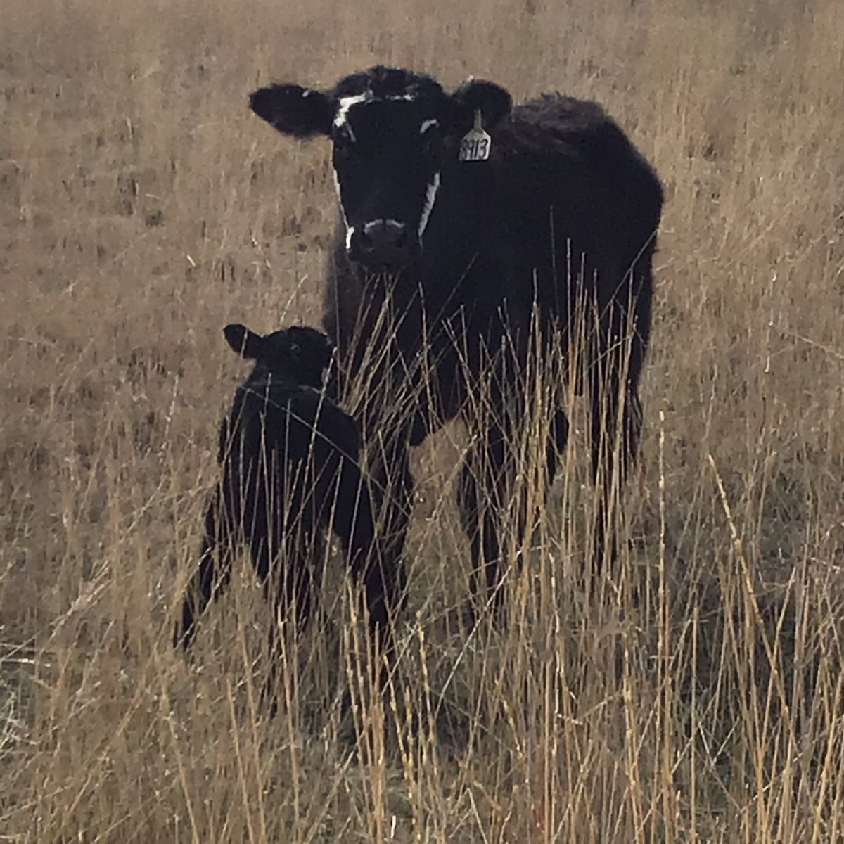 TheDailyCowman's tweet image. Instead of “new phone, who dis?”

New calf and who the hell are you and why would you ever think there is anything I need from you at this moment

#SecondCoupon #ThreeYearOld #Calving2021 #BooYah #InsaneClownPosseMafia