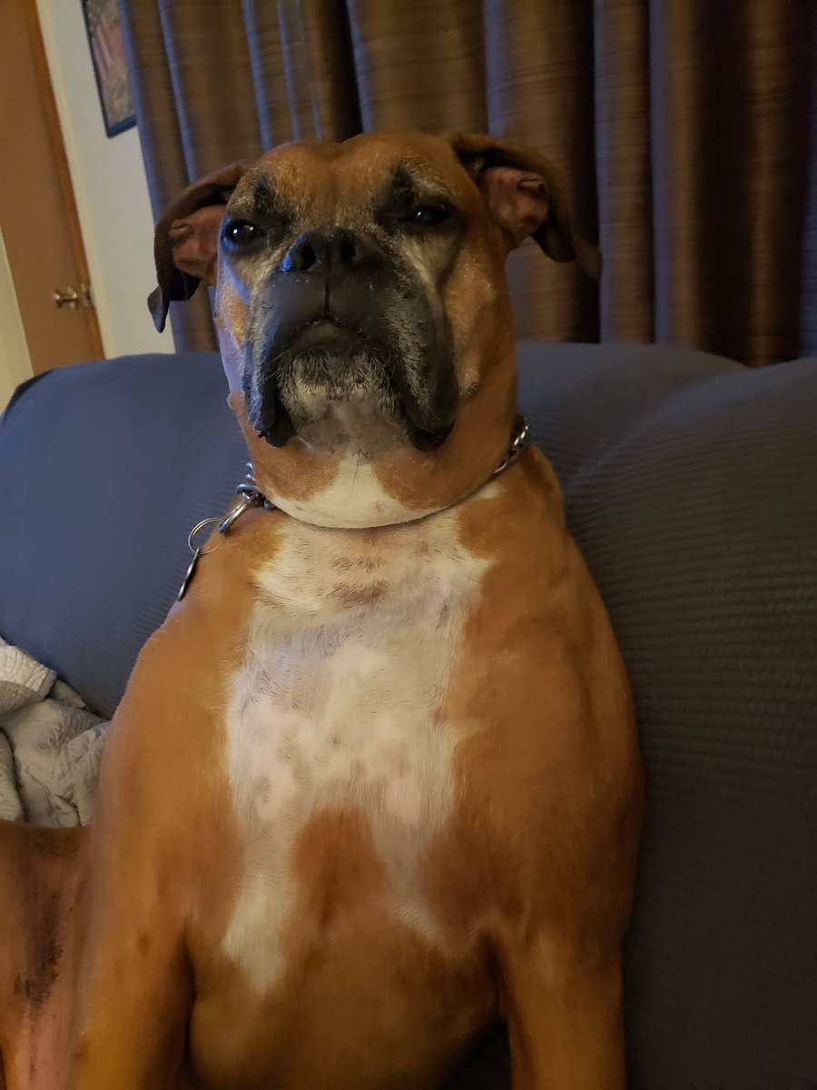 <a href="/BoxerDogUnion/">BoxerDogs</a>