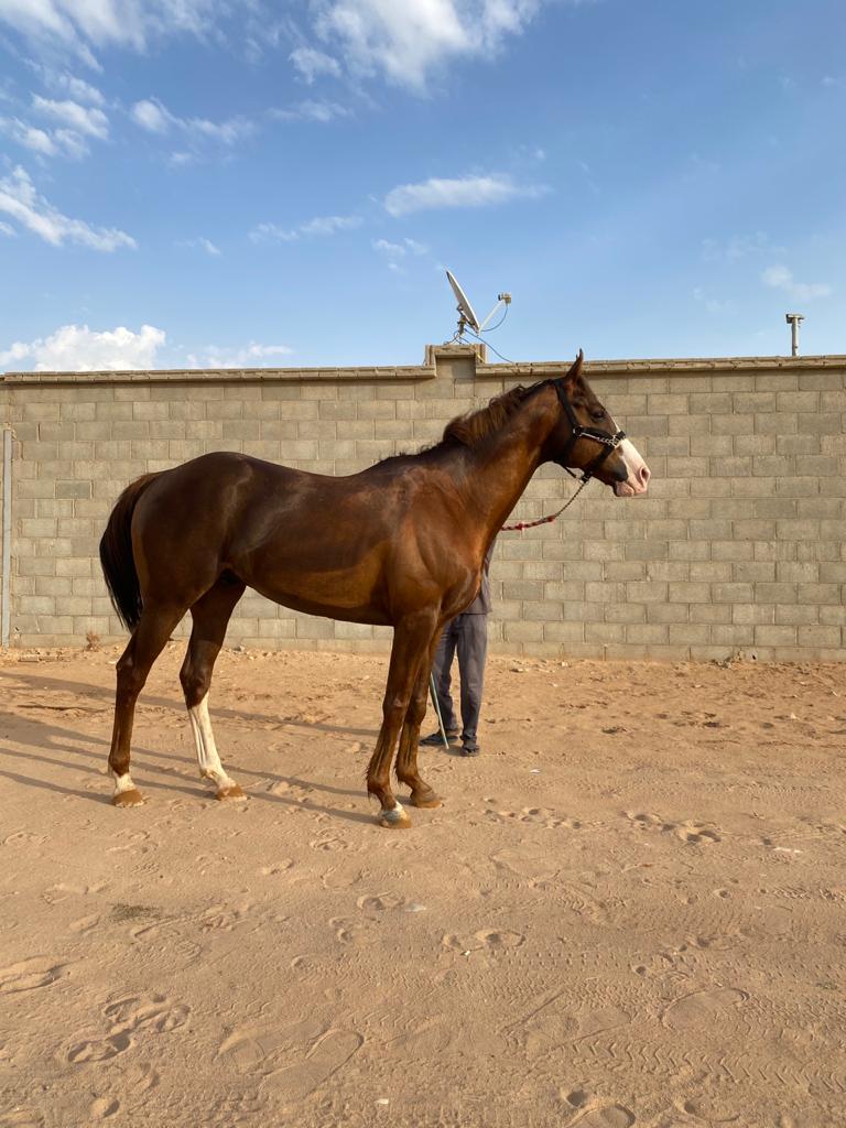 FAISAL ALSULIMAN tweet media